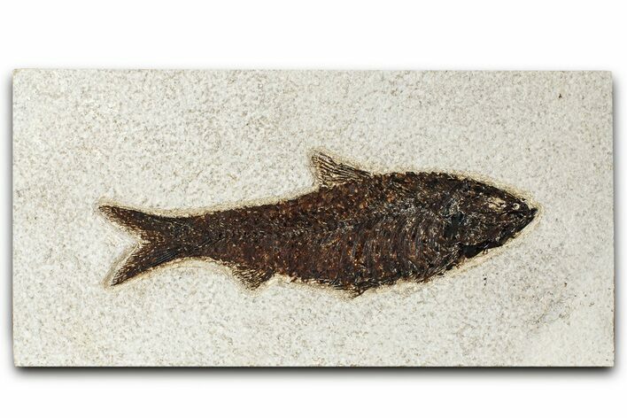 Detailed Fossil Fish (Knightia) - Wyoming #382916